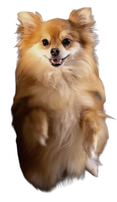 Sandy (dog)